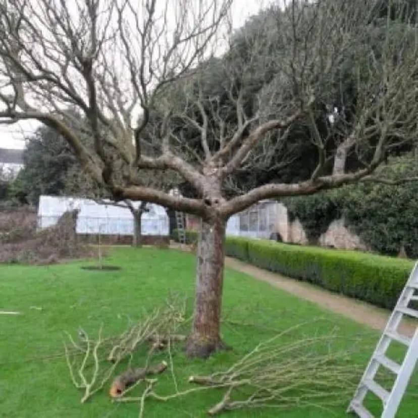 ОБРІЗАННЯ ДЕРЕВ