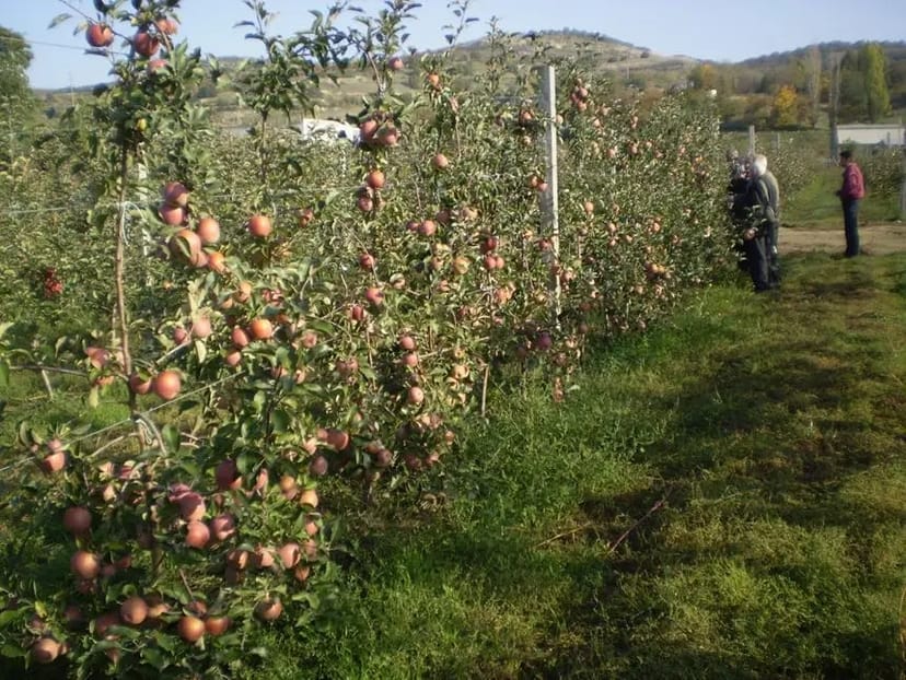 ОБРІЗАННЯ ДЕРЕВ