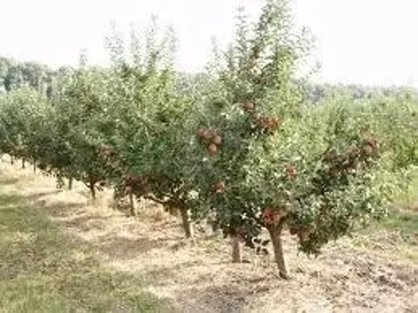 ОБРІЗАННЯ ДЕРЕВ