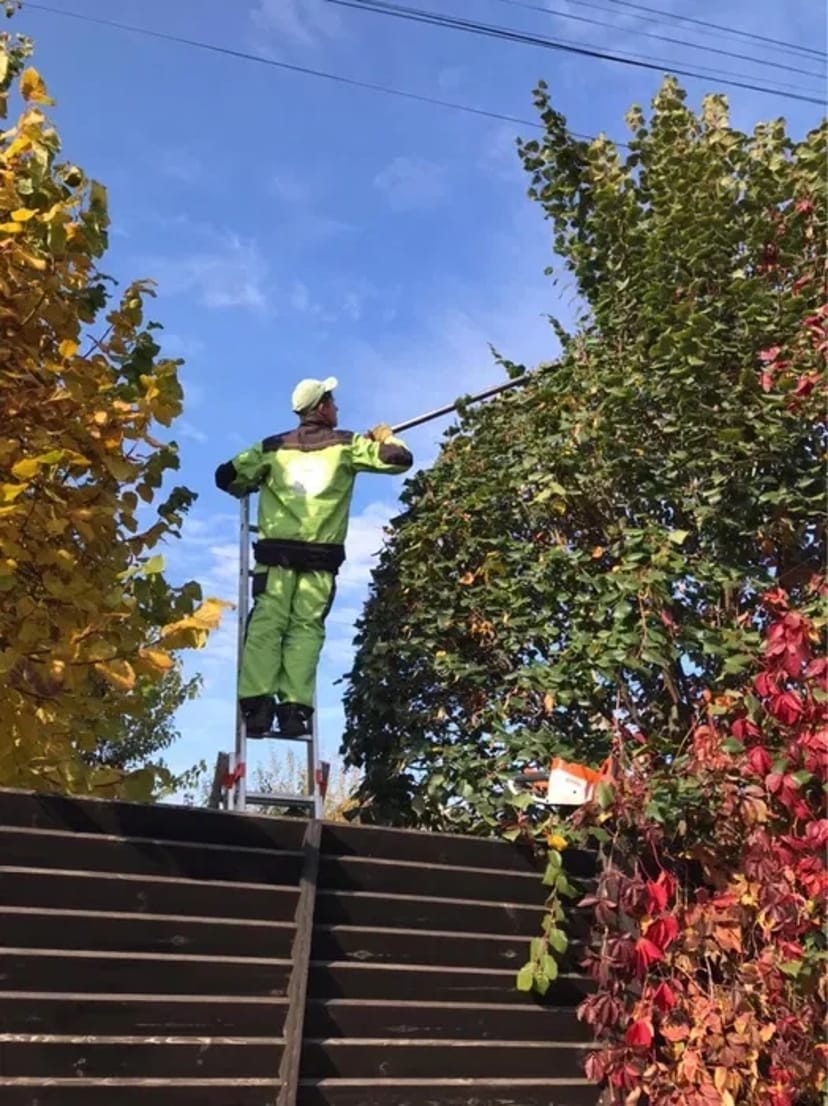 Послуги садівника обрізка дерев Газон Озеленення території