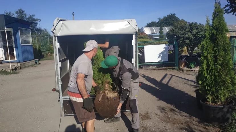 Послуги садівника обрізка дерев Газон Озеленення території