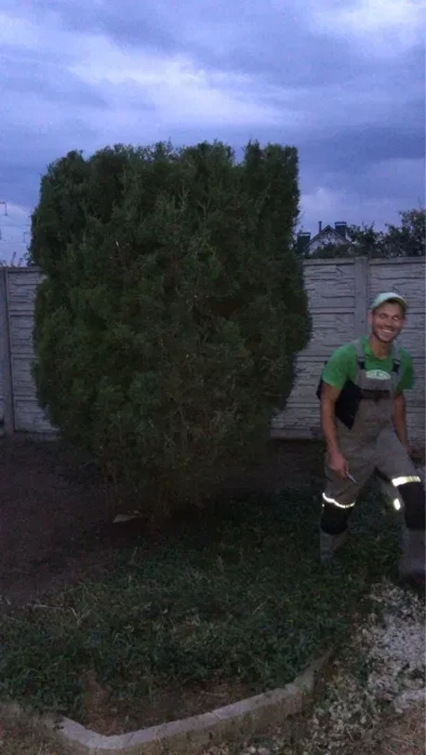 Послуги садівника обрізка дерев Газон Озеленення території