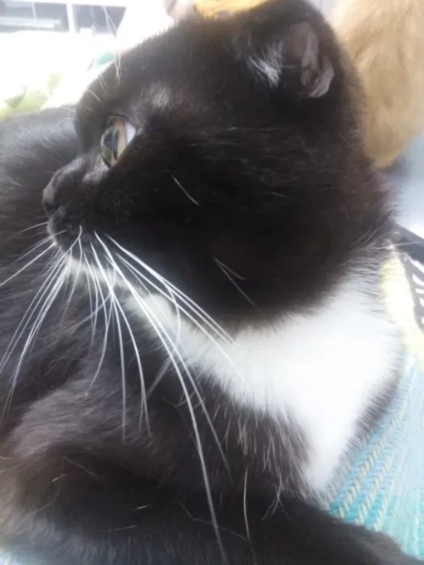 Добрий день. Я - Флеш. Бажаю познайомитись... В'язка котів.