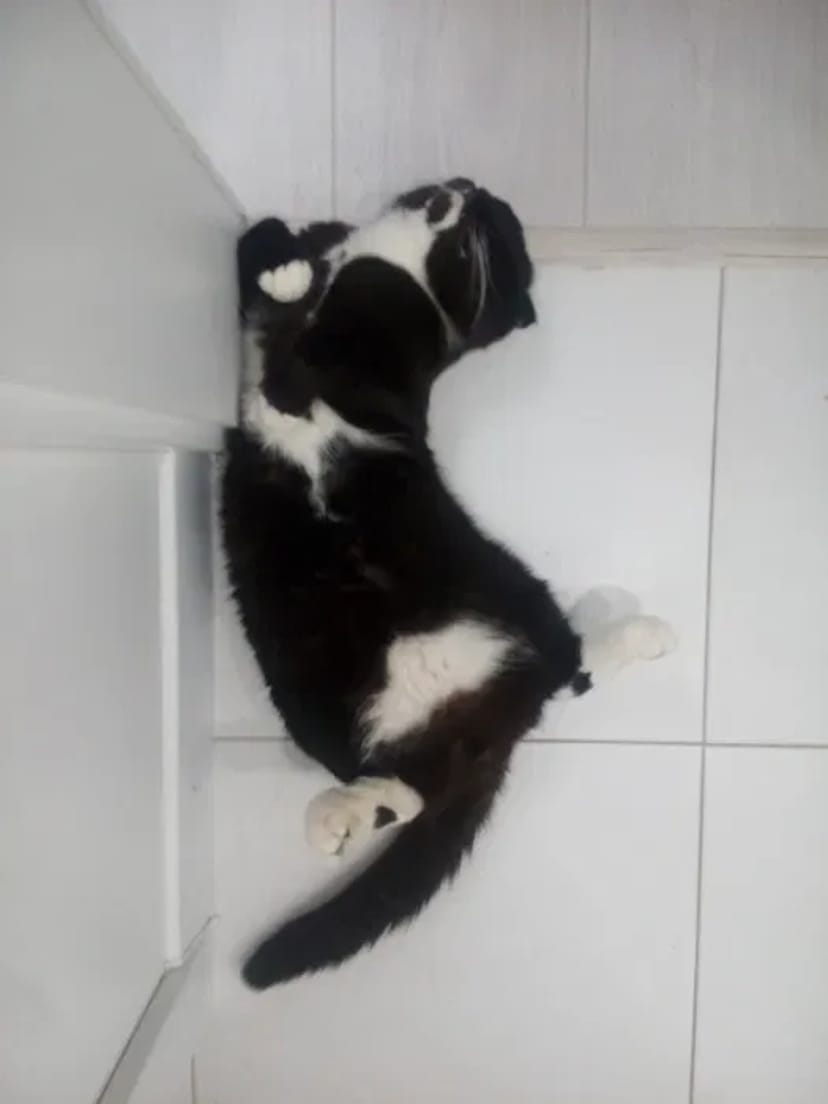 Добрий день. Я - Флеш. Бажаю познайомитись... В'язка котів.