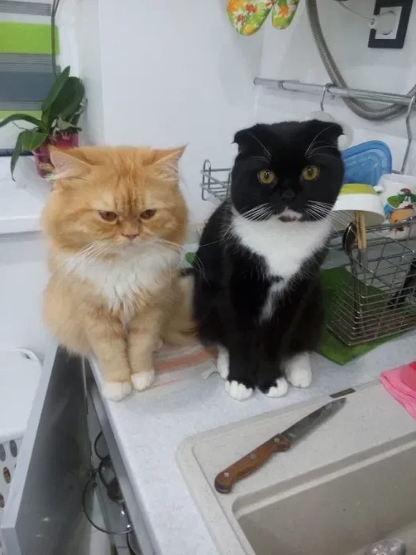 Добрий день. Я - Флеш. Бажаю познайомитись... В'язка котів.