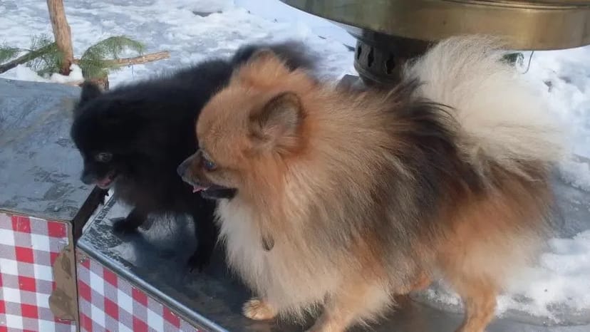 Красивый Померанский шпиц для вязки