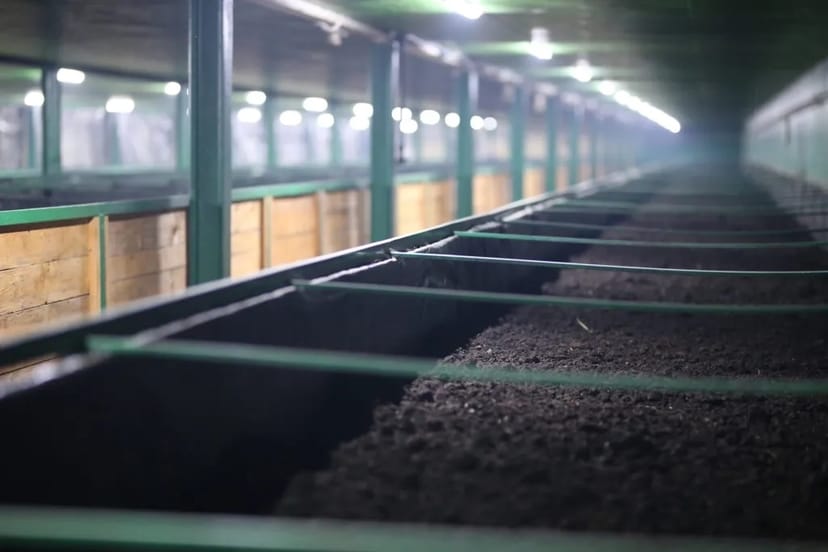 Бизнес по разведению овец на продажу