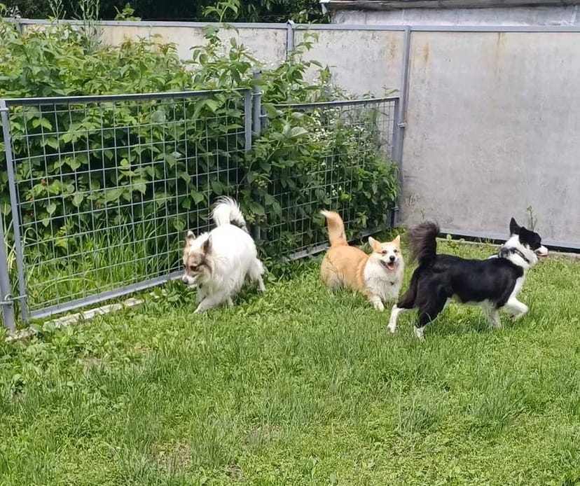 Готель для перетримки собак у Києві-готель для собак ПЕС, зооготель