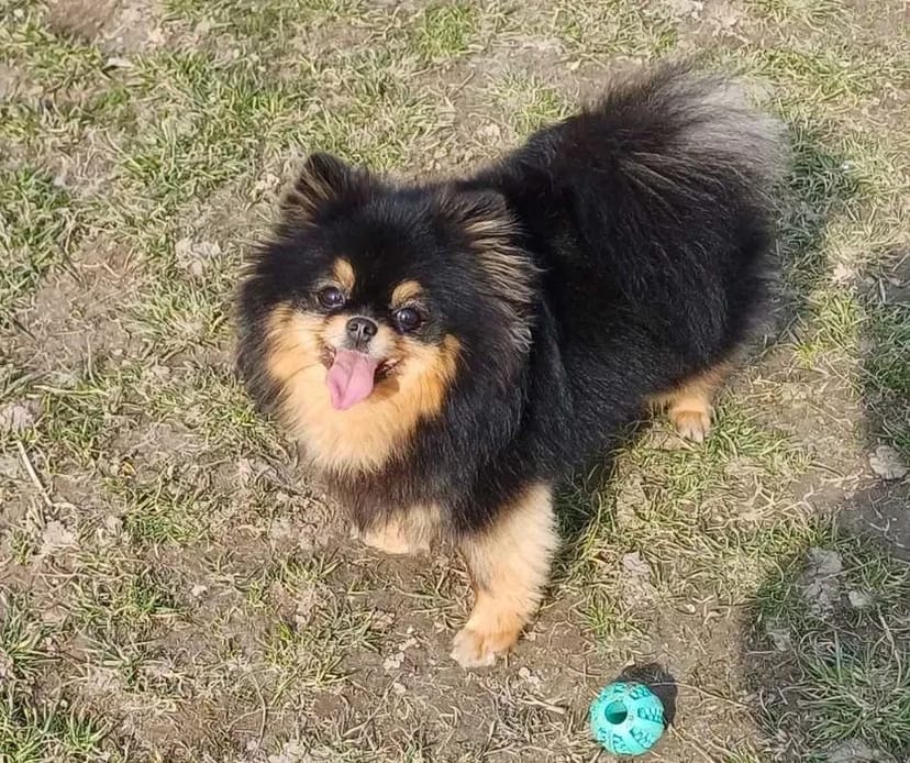 Готель для перетримки собак у Києві-готель для собак ПЕС, зооготель