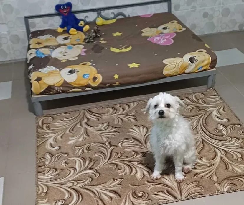 Готель для перетримки собак у Києві-готель для собак ПЕС, зооготель