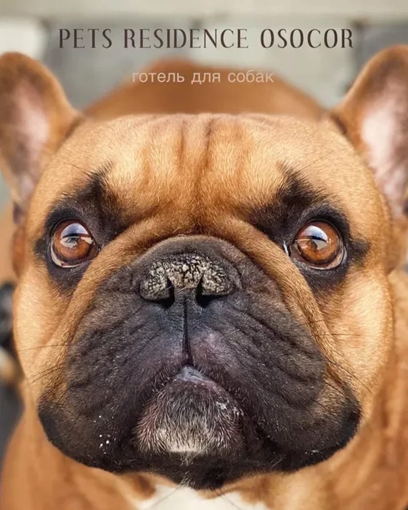 Перетримка вашого улюбленця в комфортних умовах. Київ. Трансфер. Повідомлення