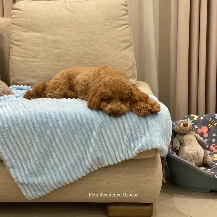 Перетримка вашого улюбленця в комфортних умовах. Київ. Трансфер. Повідомлення