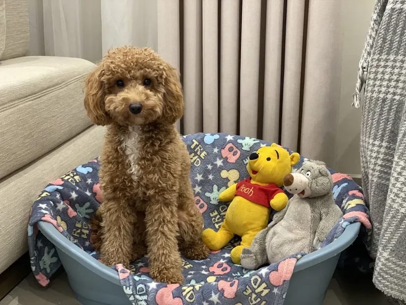 Перетримка вашого улюбленця в комфортних умовах. Київ. Трансфер. Повідомлення