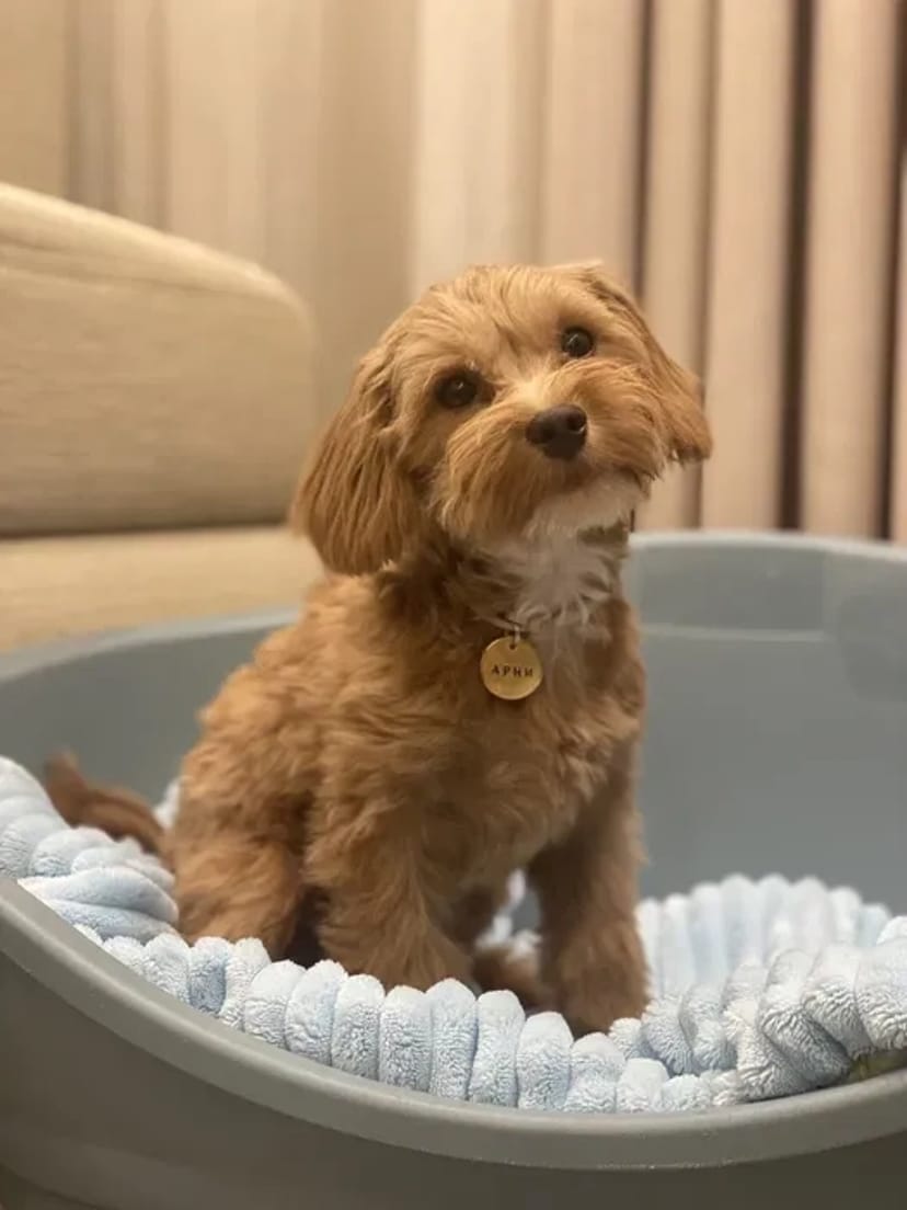 Перетримка вашого улюбленця в комфортних умовах. Київ. Трансфер. Повідомлення