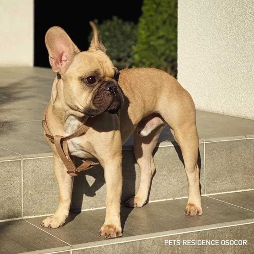 Перетримка вашого улюбленця в комфортних умовах. Київ. Трансфер. Повідомлення