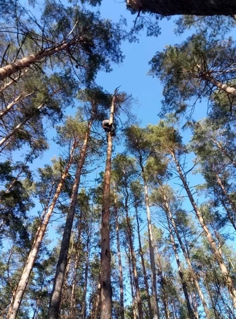Гафи/піки дереволази, кігті кішки для лазки по дереву