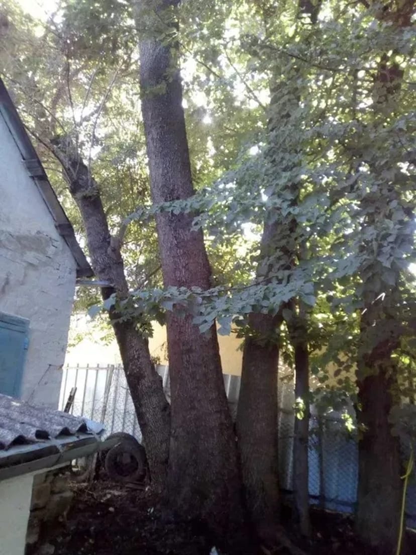 Зрізати, срезать, видалити дерево. Арборист. Розчистка ділянок