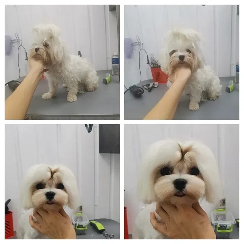 Салон Lovely Pets запрошує на грумінг