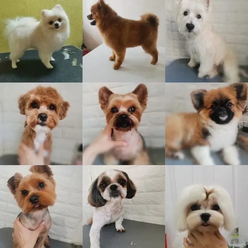 Салон Lovely Pets запрошує на грумінг