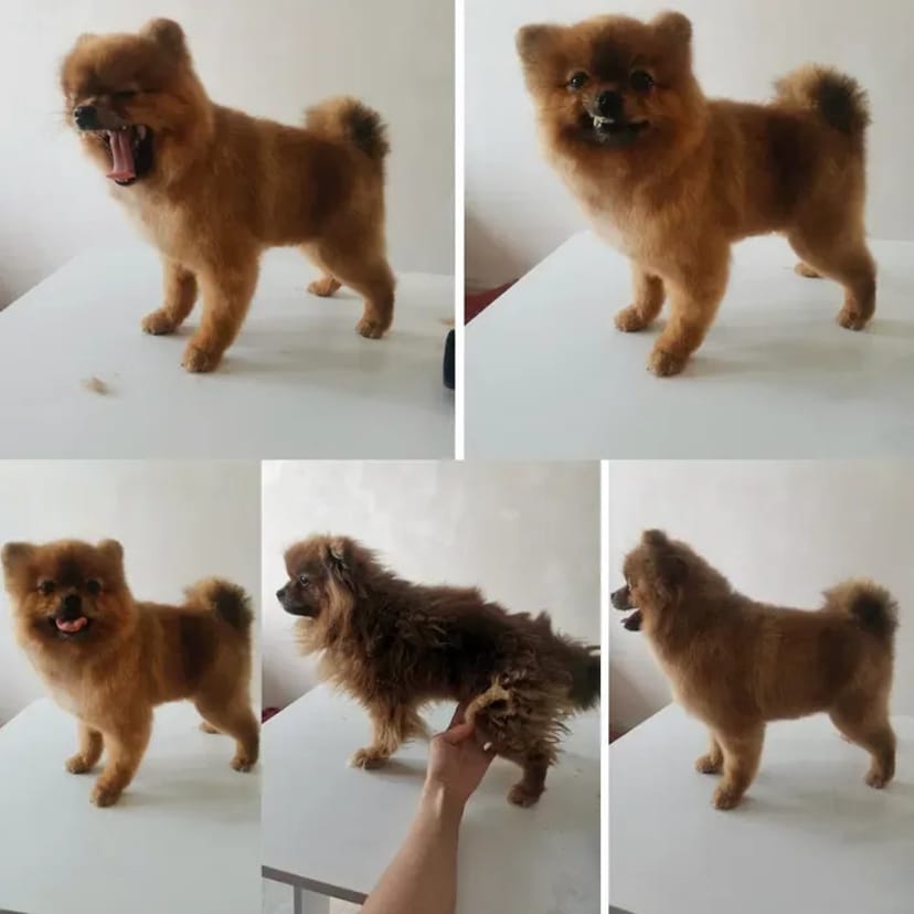 Салон Lovely Pets запрошує на грумінг