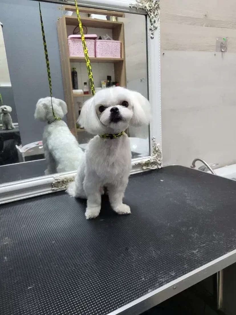 Салон Lovely Pets запрошує на грумінг