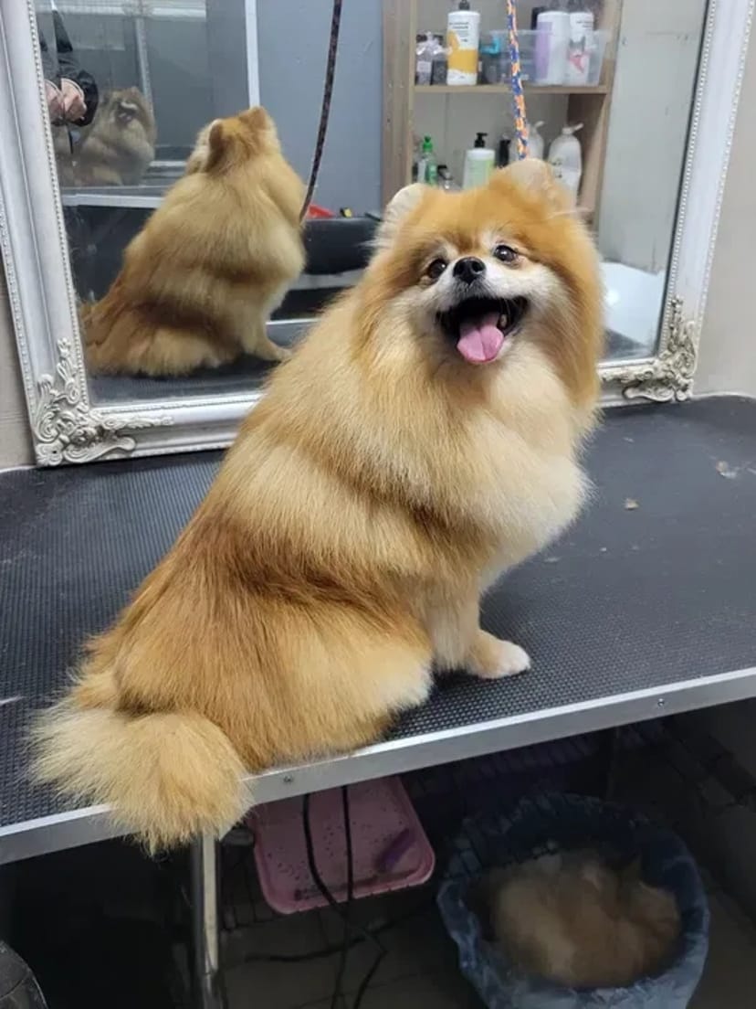 Салон Lovely Pets запрошує на грумінг
