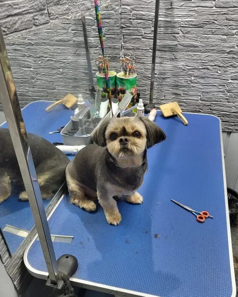 Салон Lovely Pets запрошує на грумінг