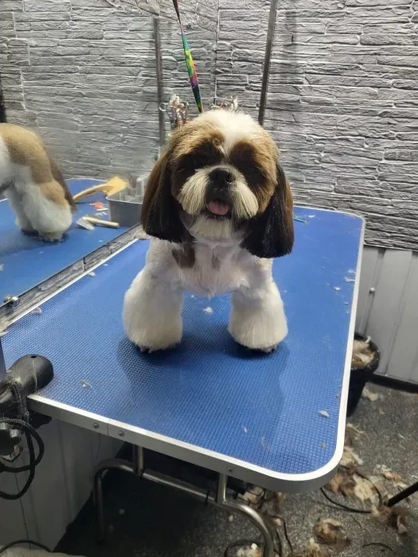 Салон Lovely Pets запрошує на грумінг