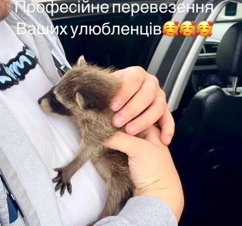 Зоотаксі: комфортне та безпечне превезення котів і собак