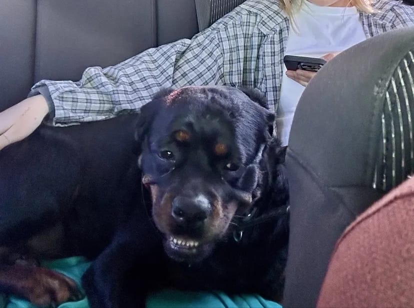 Зоотаксі: комфортне та безпечне превезення котів і собак