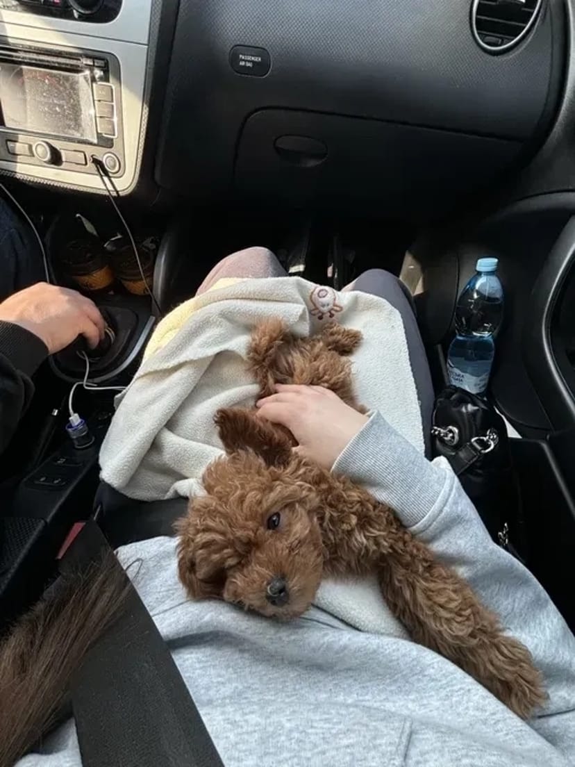 Зоотаксі: комфортне та безпечне превезення котів і собак