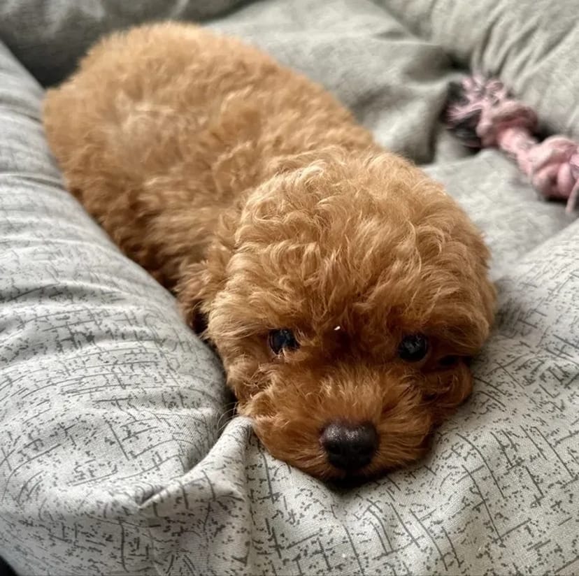 Зоотаксі: комфортне та безпечне превезення котів і собак