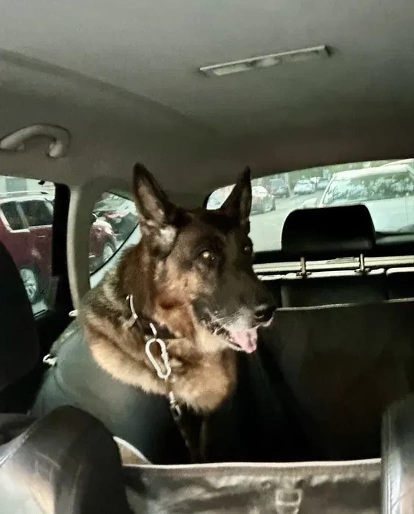 Зоотаксі: комфортне та безпечне превезення котів і собак