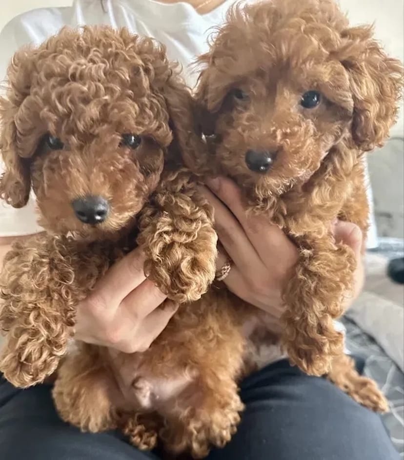 Зоотаксі: комфортне та безпечне превезення котів і собак