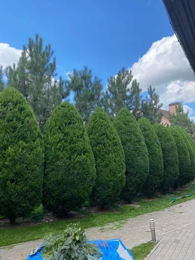 Обрізка плодових, стрижка рослин, обробка, ландшафтні послуги