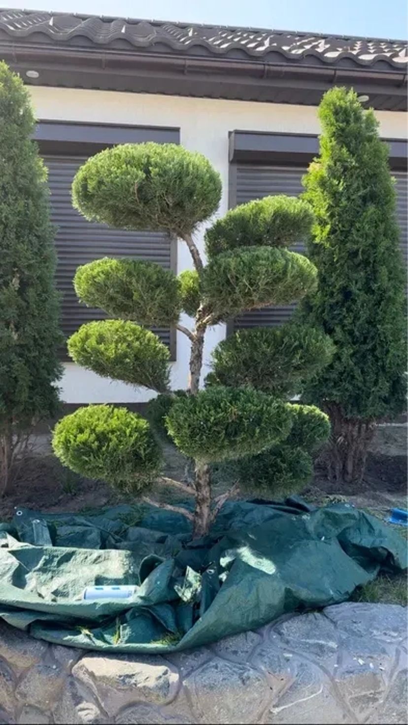 Обрізка плодових, стрижка рослин, обробка, ландшафтні послуги