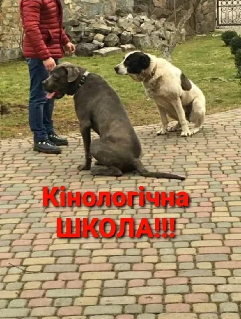 Дресирування Собак