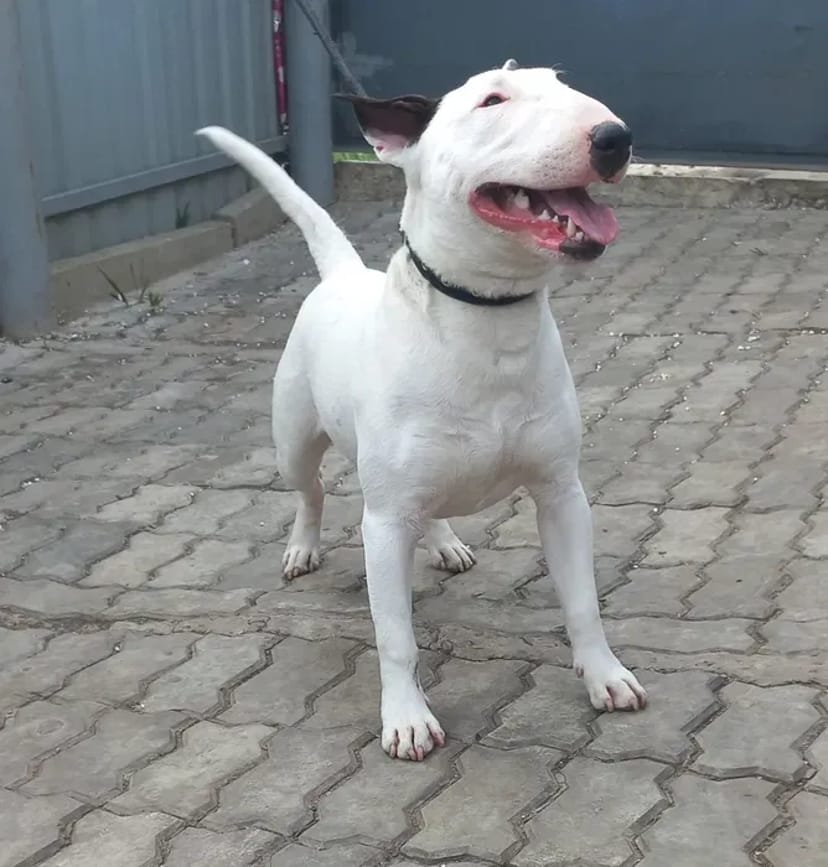 Дресирування Собак