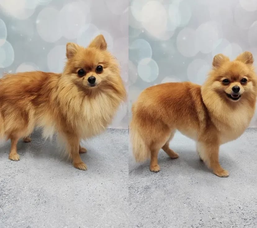 Працюю і без світла! Стрижки котів та собак