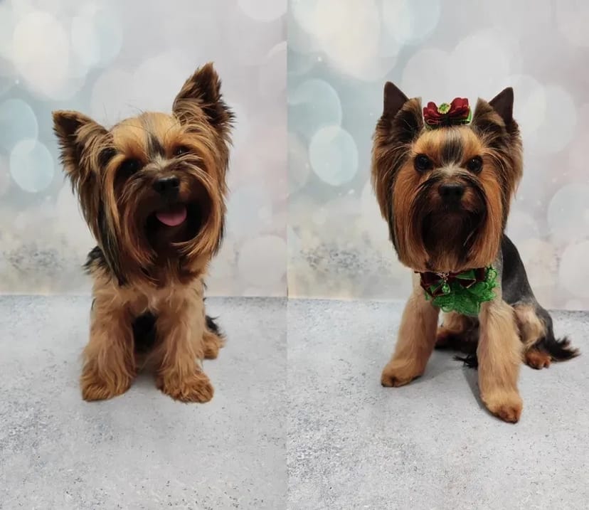 Працюю і без світла! Стрижки котів та собак