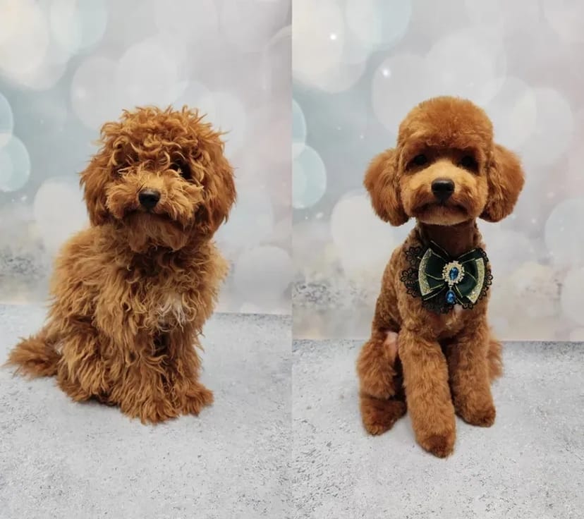 Працюю і без світла! Стрижки котів та собак