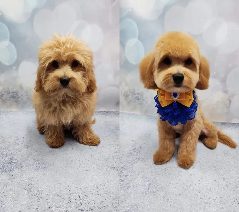 Працюю і без світла! Стрижки котів та собак