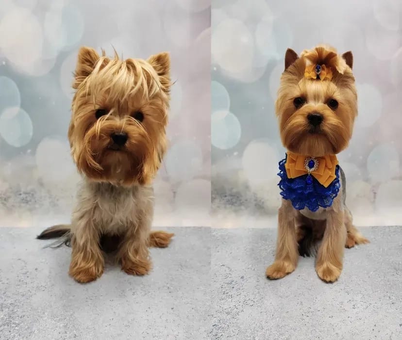 Працюю і без світла! Стрижки котів та собак