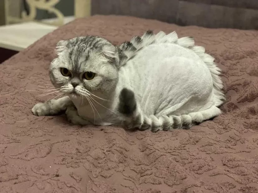 Працюю і без світла! Стрижки котів та собак