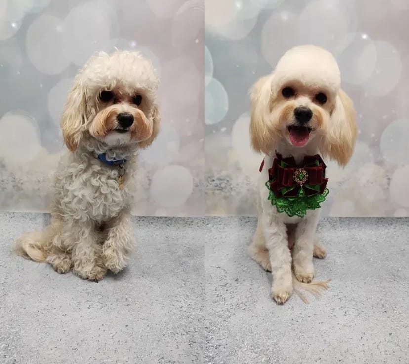 Працюю і без світла! Стрижки котів та собак