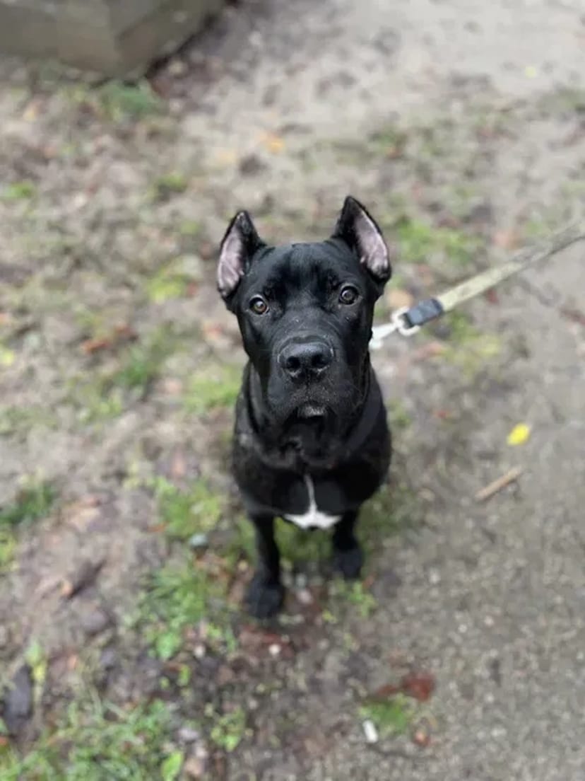 Кінолог, перетримка, дрессировка, передержка с дрессировкой, кинолог