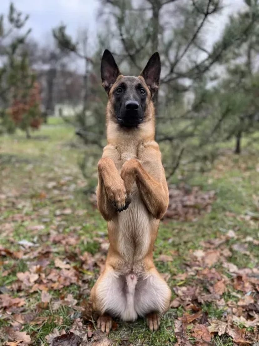 Кінолог, перетримка, дрессировка, передержка с дрессировкой, кинолог