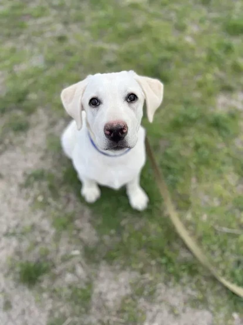 Кінолог, перетримка, дрессировка, передержка с дрессировкой, кинолог