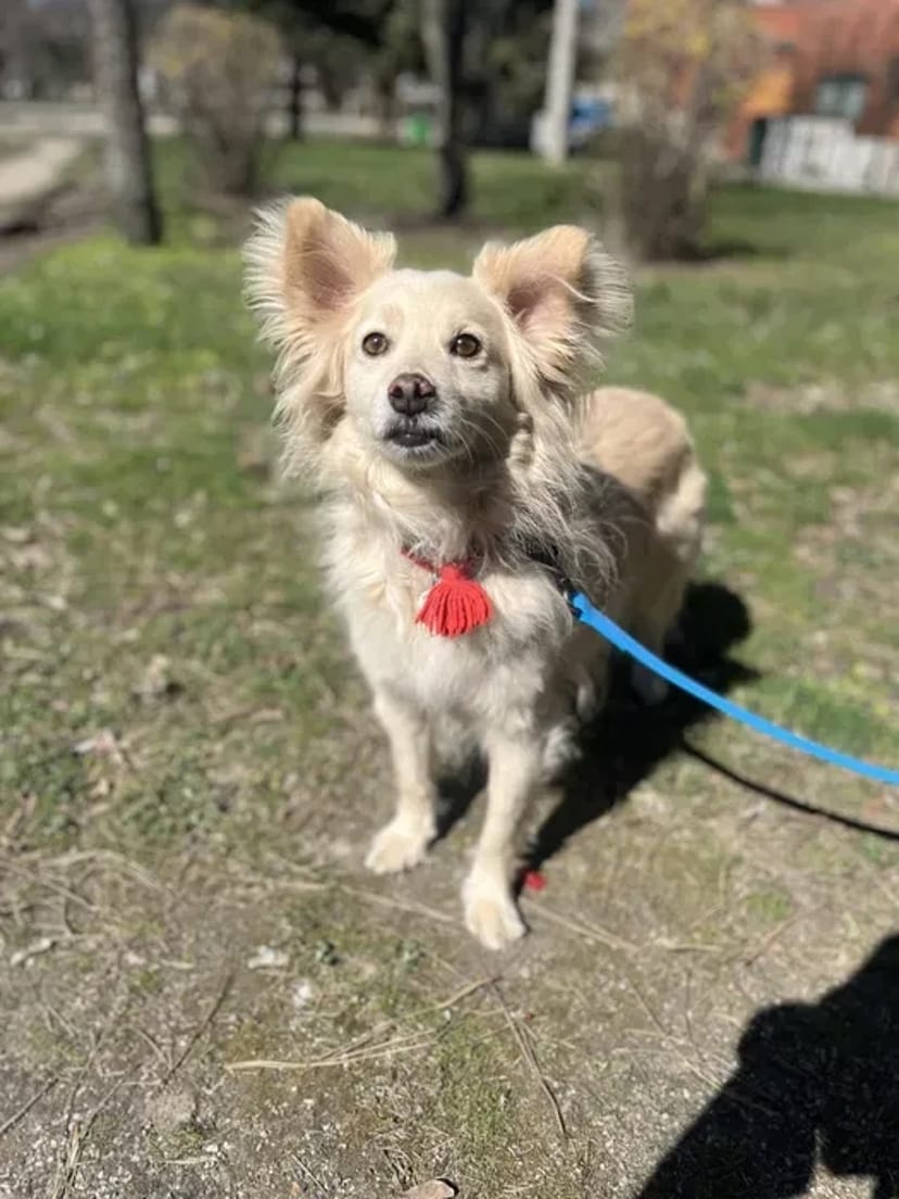 Кінолог, перетримка, дрессировка, передержка с дрессировкой, кинолог