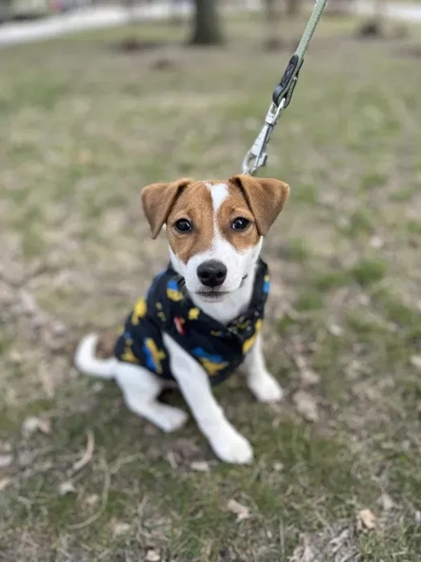 Кінолог, перетримка, дрессировка, передержка с дрессировкой, кинолог